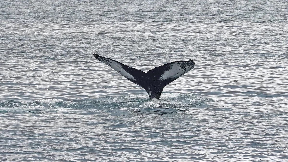 La baleine à bosse, cette habituée de l'océan Indien