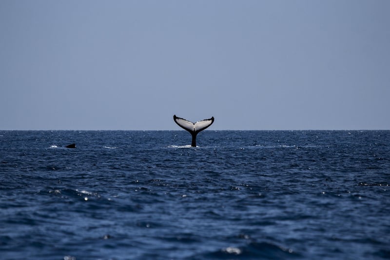 Observer les baleines à bosse à Madagascar : le guide ultime