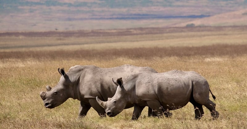 Organiser un safari photo en Tanzanie : le guide ultime