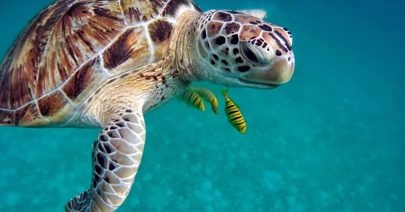 Les spots à connaître, atoll par atoll