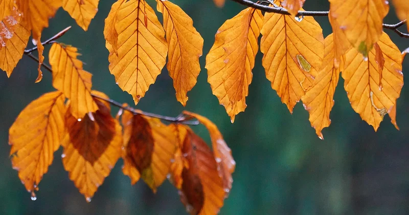 Saison des pluies ou saison sèche : la vraie décision à prendre