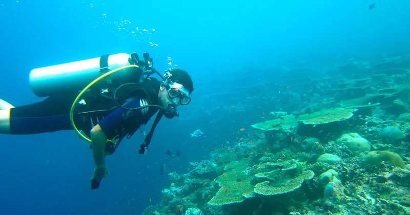 Plongée Maldives : quelle est la meilleure période ?