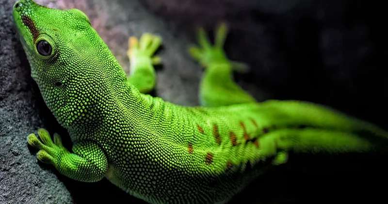 Quelles menaces pèsent sur ces trésors naturels ?
