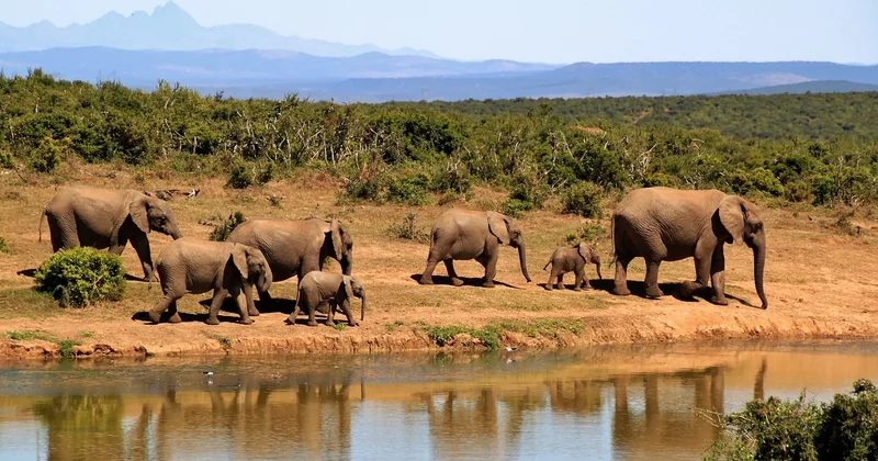Comment réserver un safari au Botswana sans se faire plumer