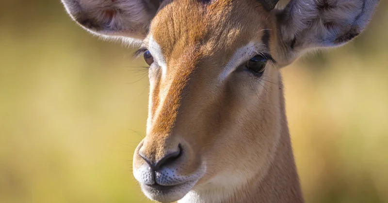 Parc par parc : quelle faune vous observerez vraiment